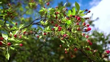 一棵苹果树枝上有红色<strong>的</strong>芽，在淡淡<strong>的春天里</strong>摇曳。